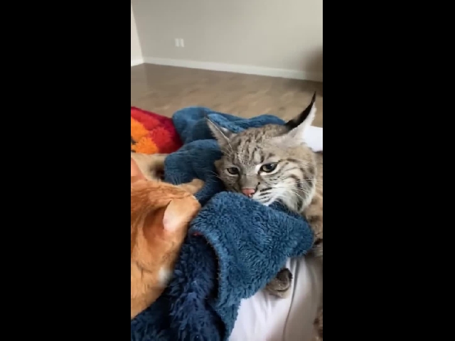 Bobcat Loves His Friend!