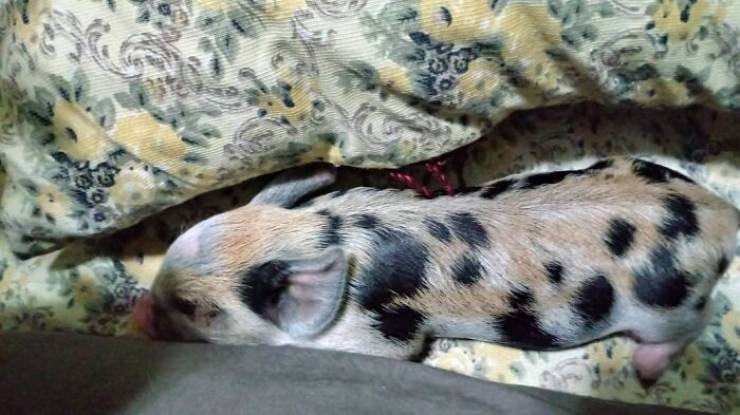When Your Cute Little Piglet Never Stops Growing…