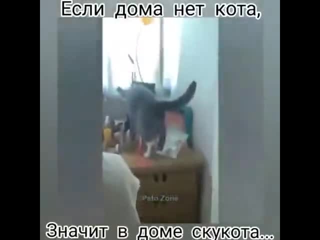Cats Vs The World