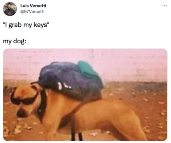 Some Of The Best Dog Posts Of The Year!