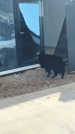 Daily Gifdump [WEEKEND EDITION]