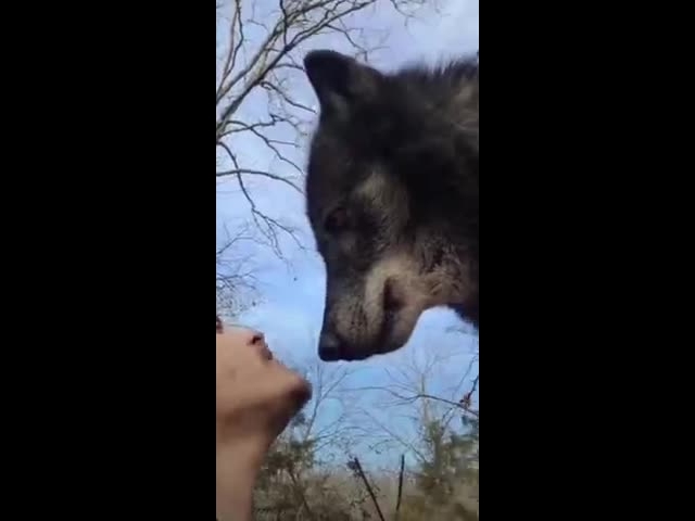 Playing With Wolves