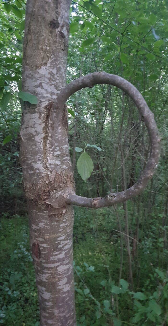 Mildly Interesting: Nature Edition