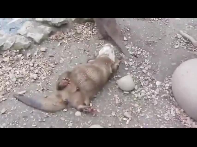 Juggling Otter