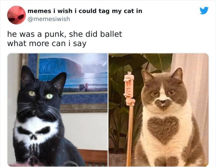 These Memes Are For Cats!