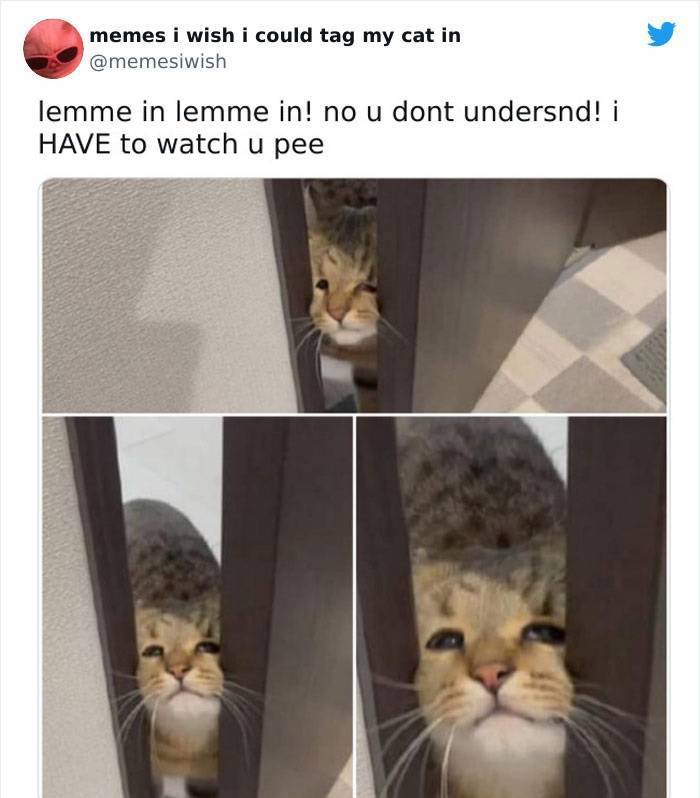 These Memes Are For Cats!