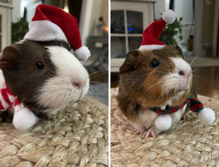 Pets Love Christmas Time!