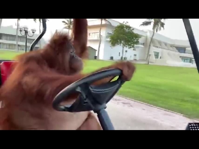 Ape Driver