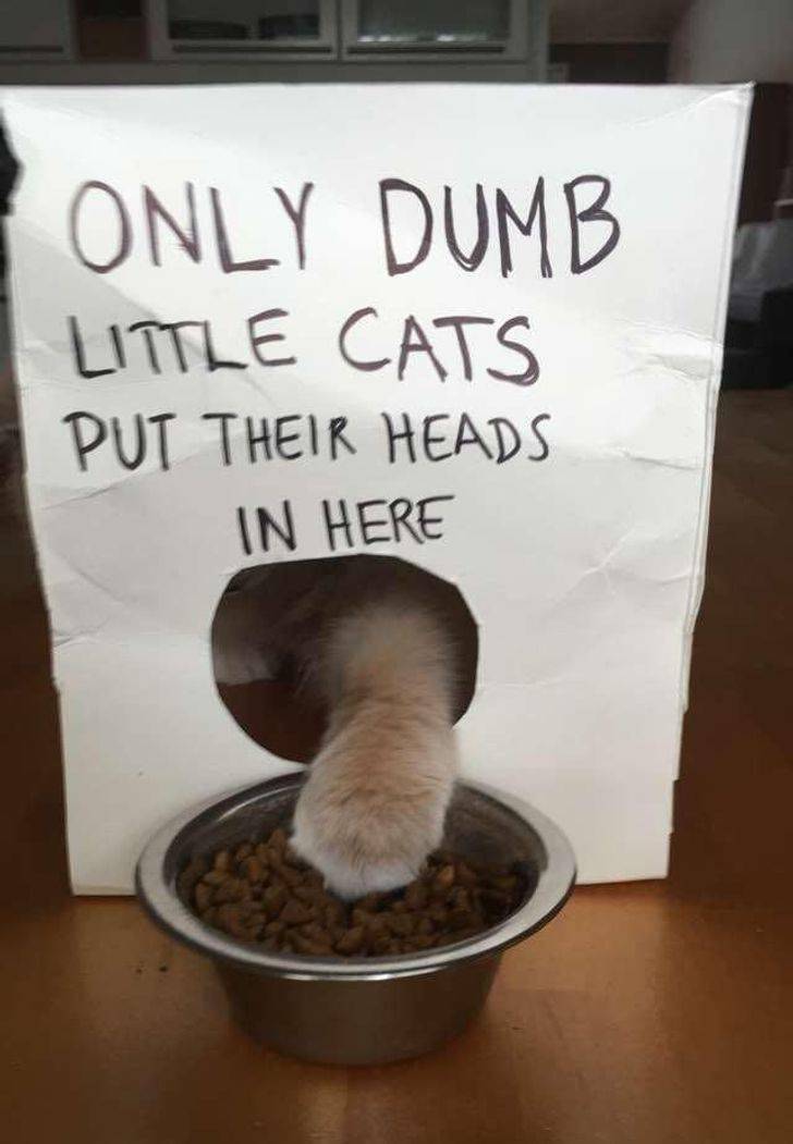 Humor Is A Very Important Part Of Our Lives!