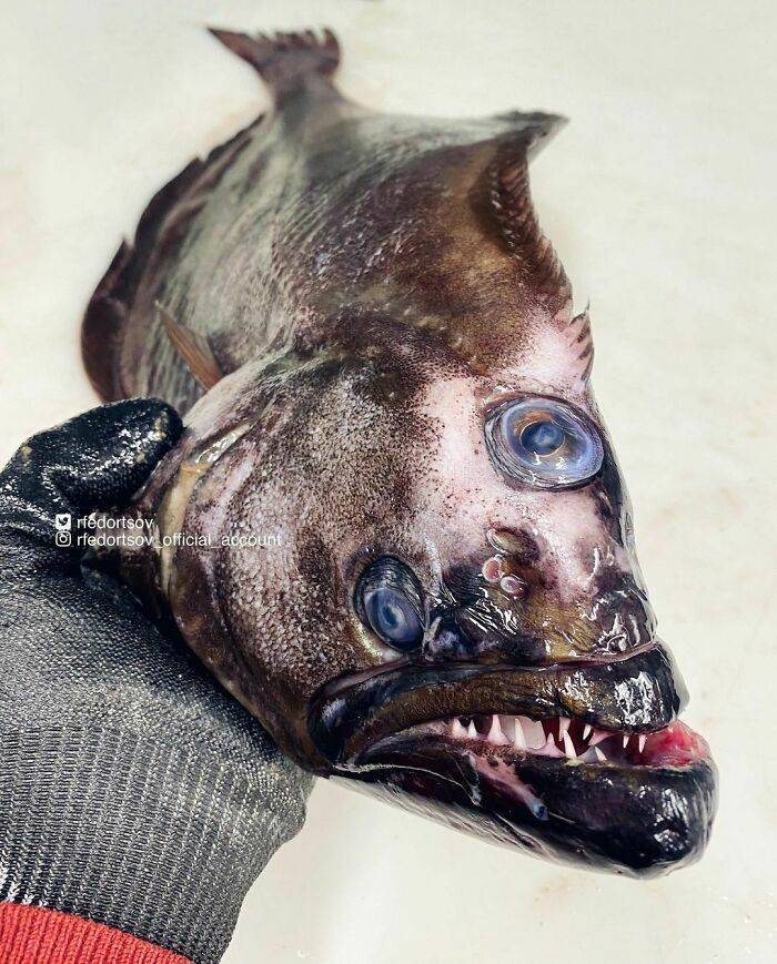 Russian Fisherman Shows Photos Of Terrifying Deep Sea Inhabitants