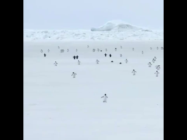 5x Speed Penguins