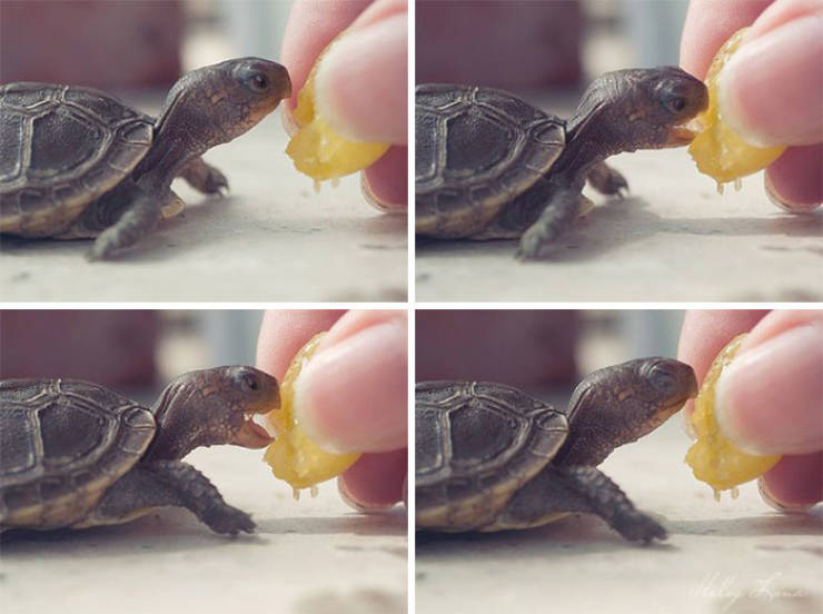 Turtles Can Be Really Cute!