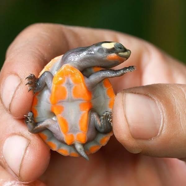 Turtles Can Be Really Cute!