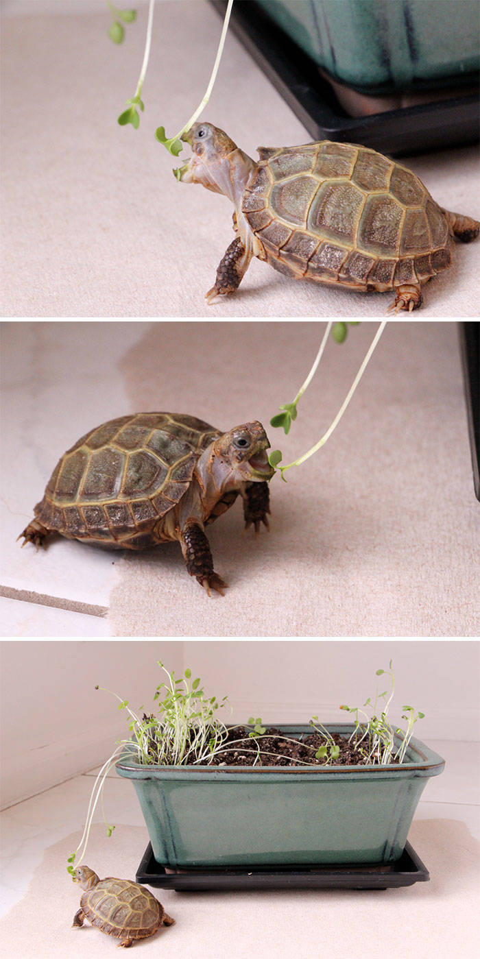 Turtles Can Be Really Cute!