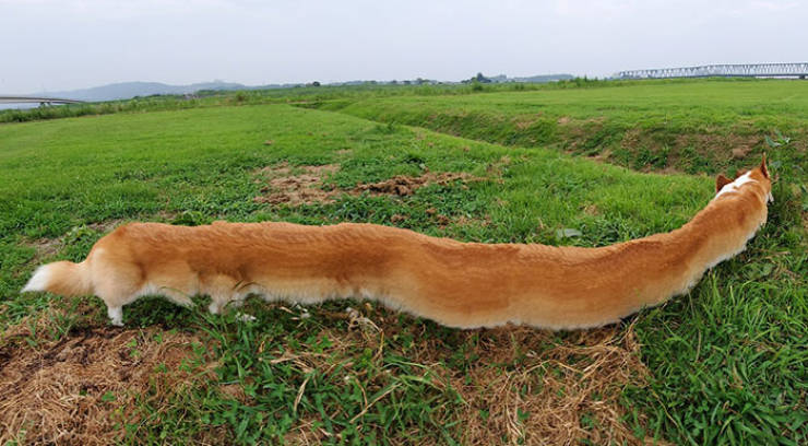 Animals And Panoramas…