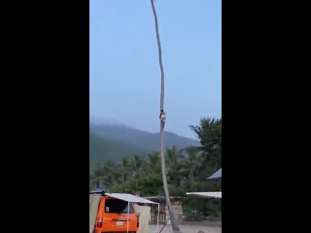 Harvesting Coconuts