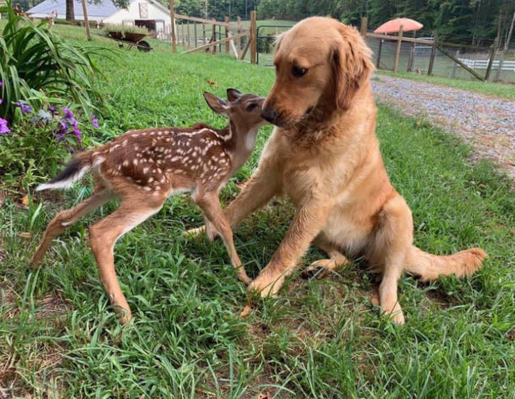 Animals Are Too Pure For This World…