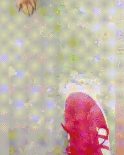 Daily Gifdump
