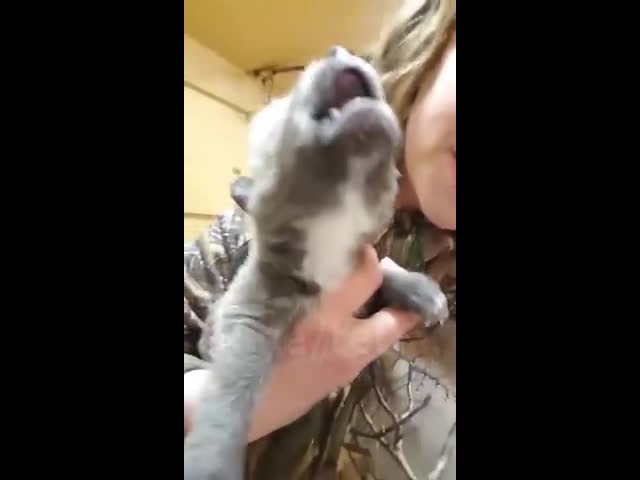 Wolf’s First Howl