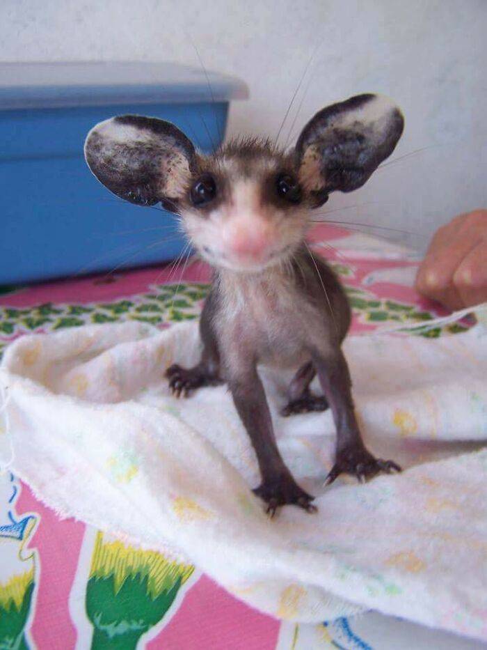 Possums Are So Adorable! Just Like Opossums!