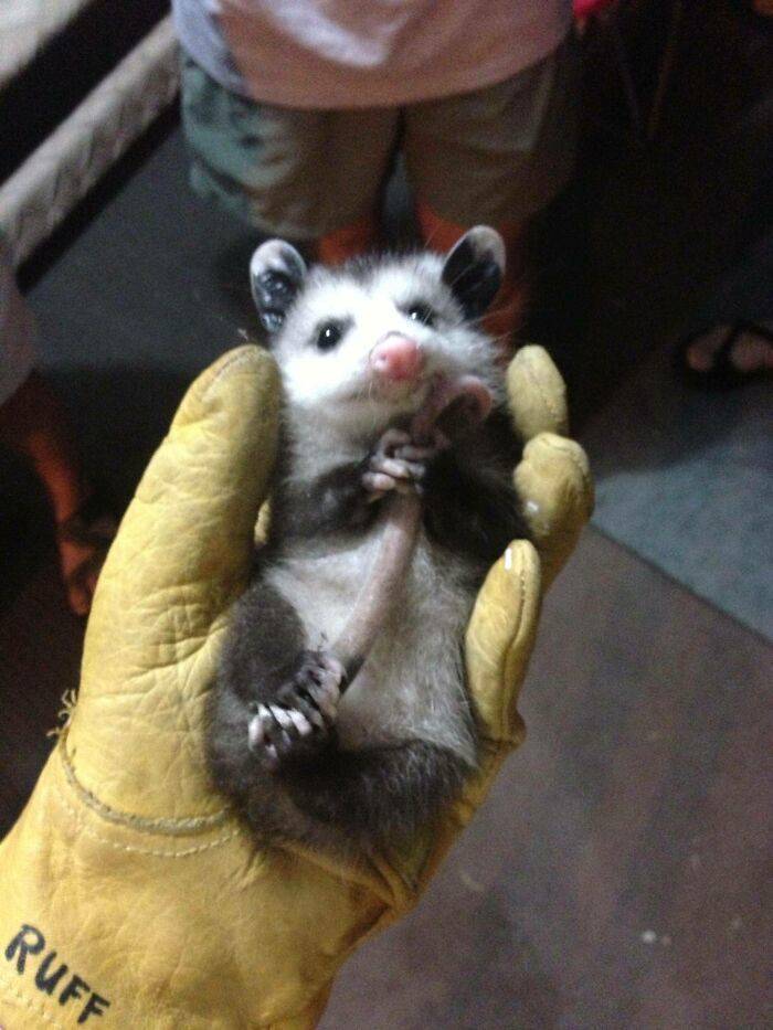 Possums Are So Adorable! Just Like Opossums!