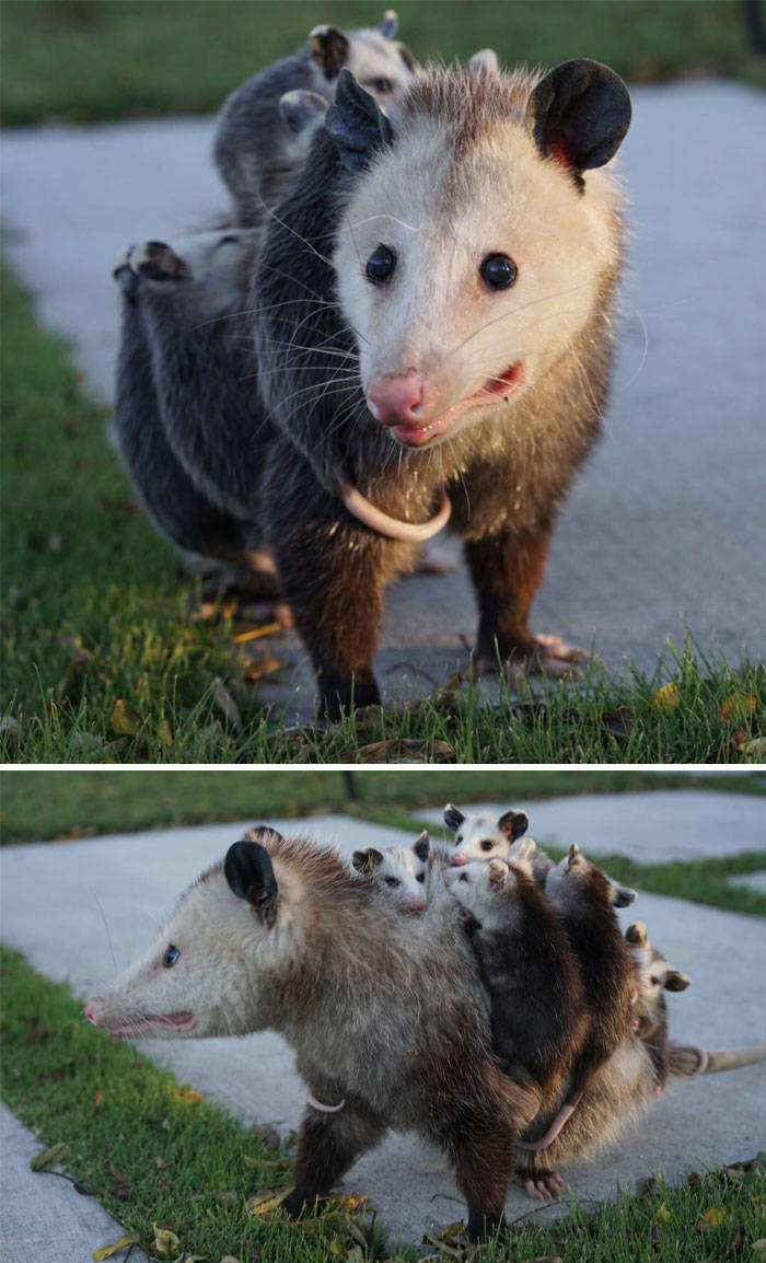 Possums Are So Adorable! Just Like Opossums!