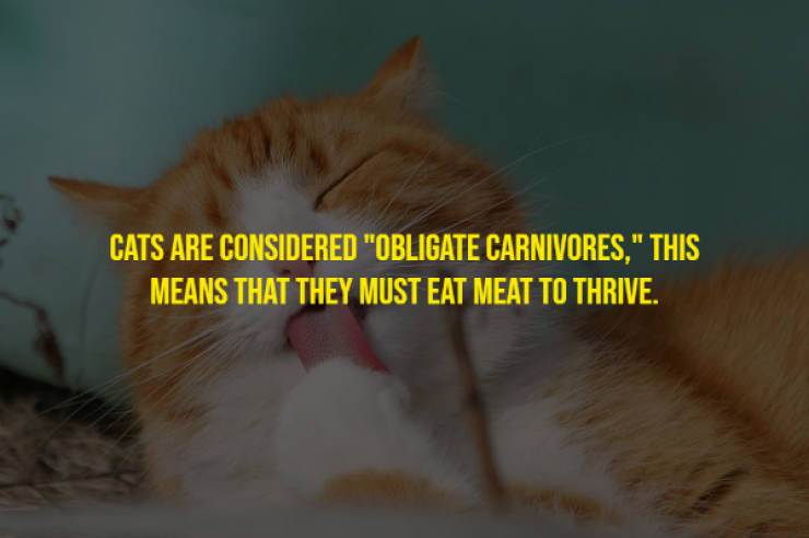 Cats Will Meow These Facts!