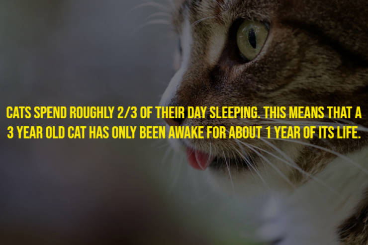 Cats Will Meow These Facts!