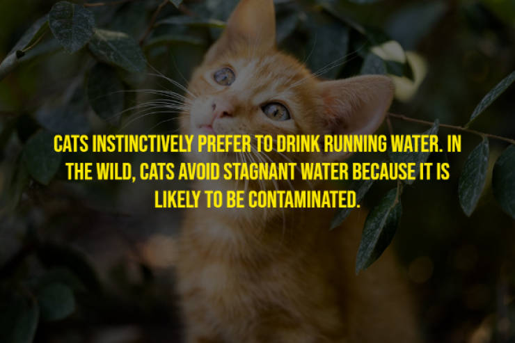 Cats Will Meow These Facts!