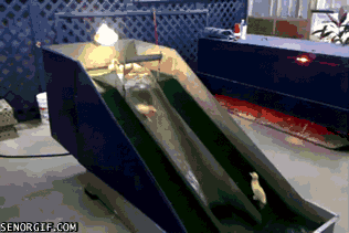 Daily Gifdump