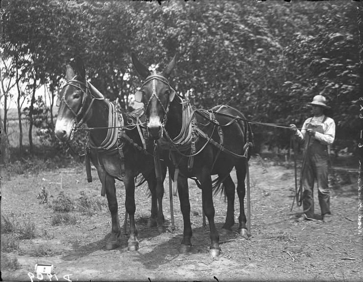 Great Plains Settlers, By Solomon Butcher