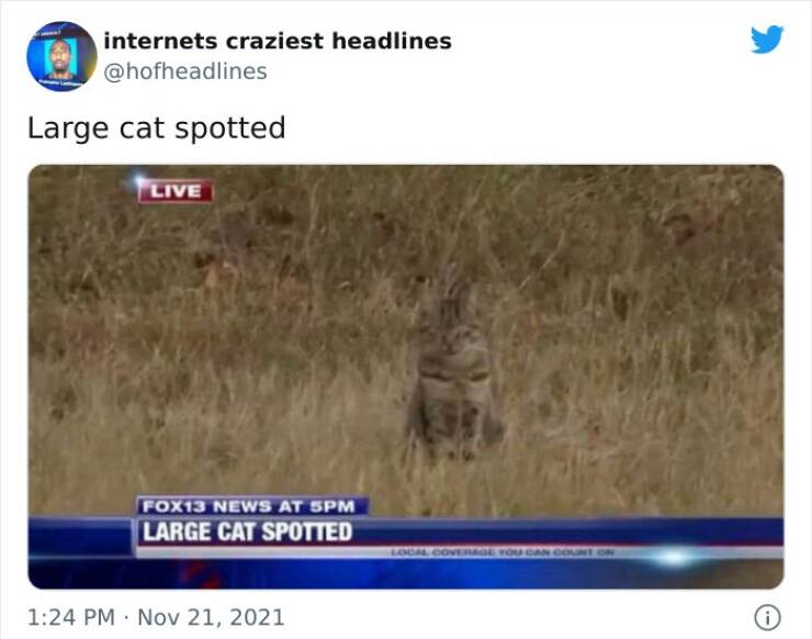 Internet Has Some Crazy Headlines…
