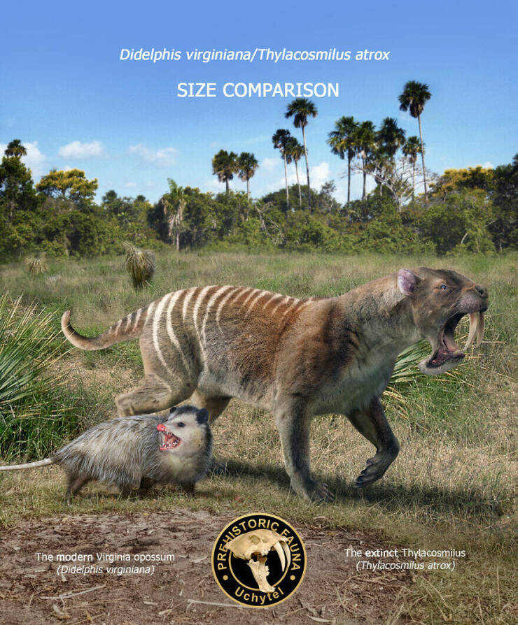 Comparing Modern Animals To Their Prehistoric Ancestors (25 PICS