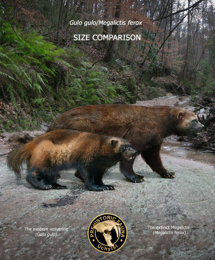 Comparing Modern Animals To Their Prehistoric Ancestors