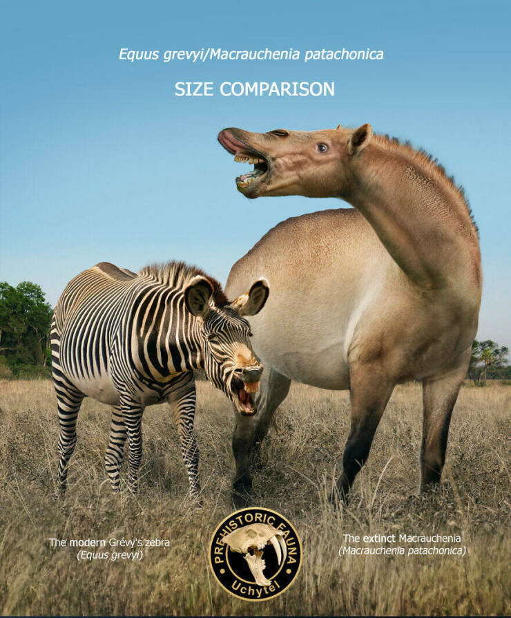 Comparing Modern Animals To Their Prehistoric Ancestors