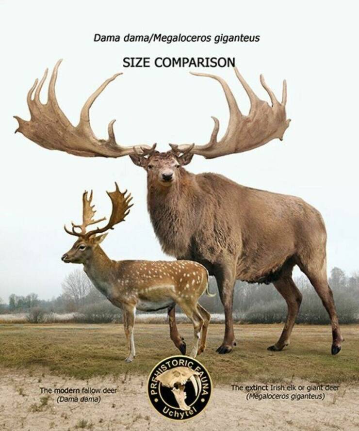 Comparing Modern Animals To Their Prehistoric Ancestors