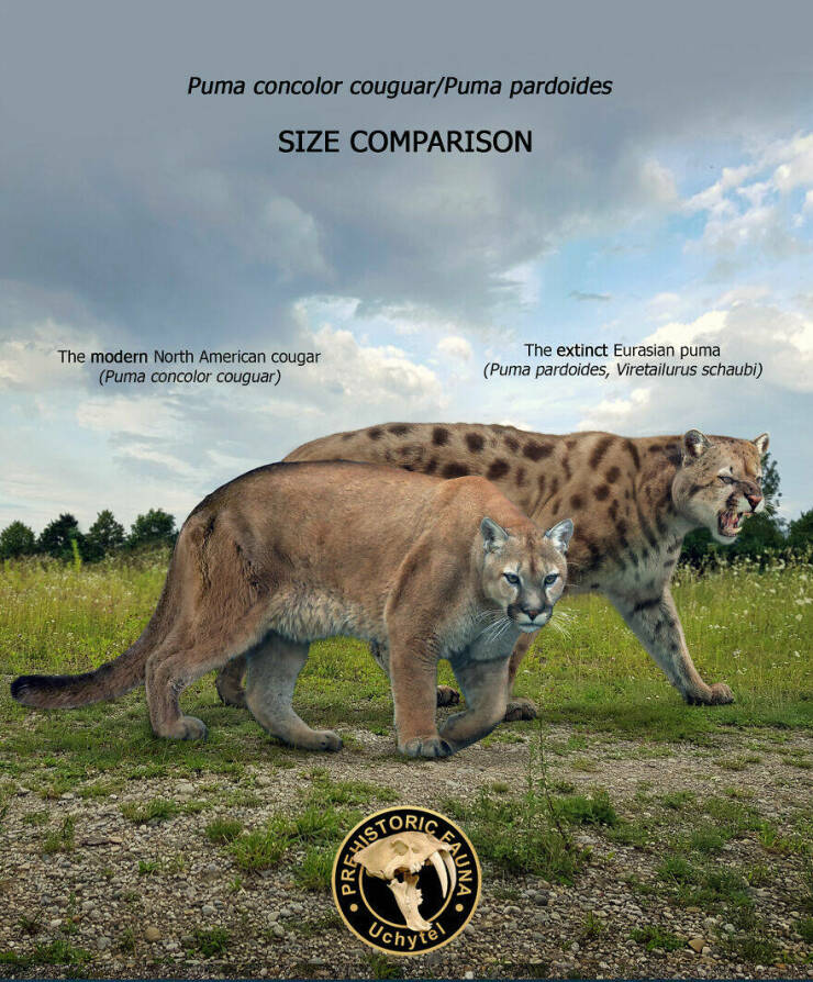 Comparing Modern Animals To Their Prehistoric Ancestors