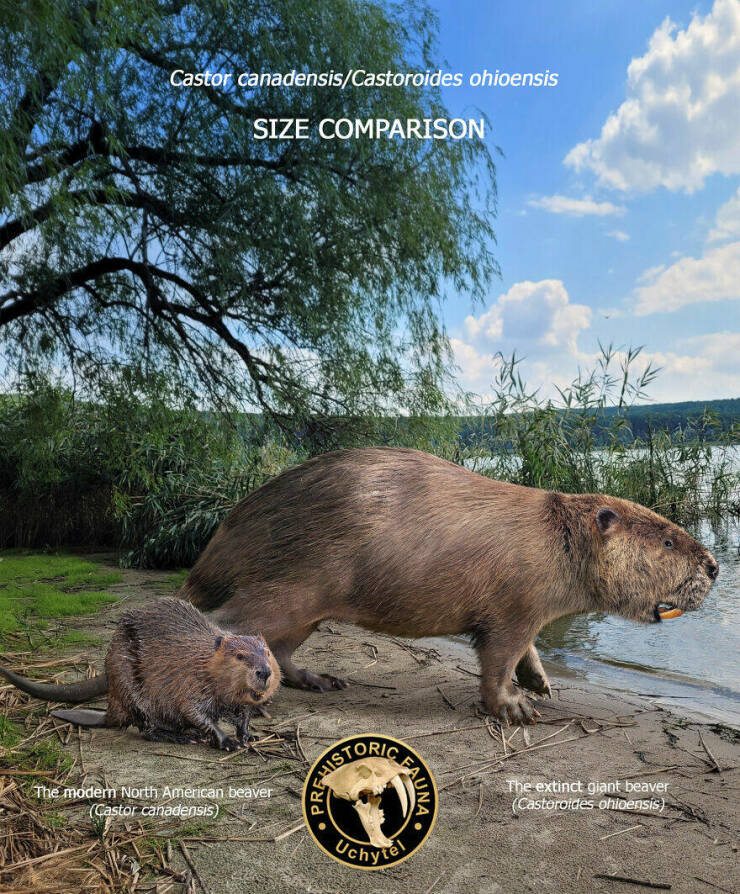 Comparing Modern Animals To Their Prehistoric Ancestors