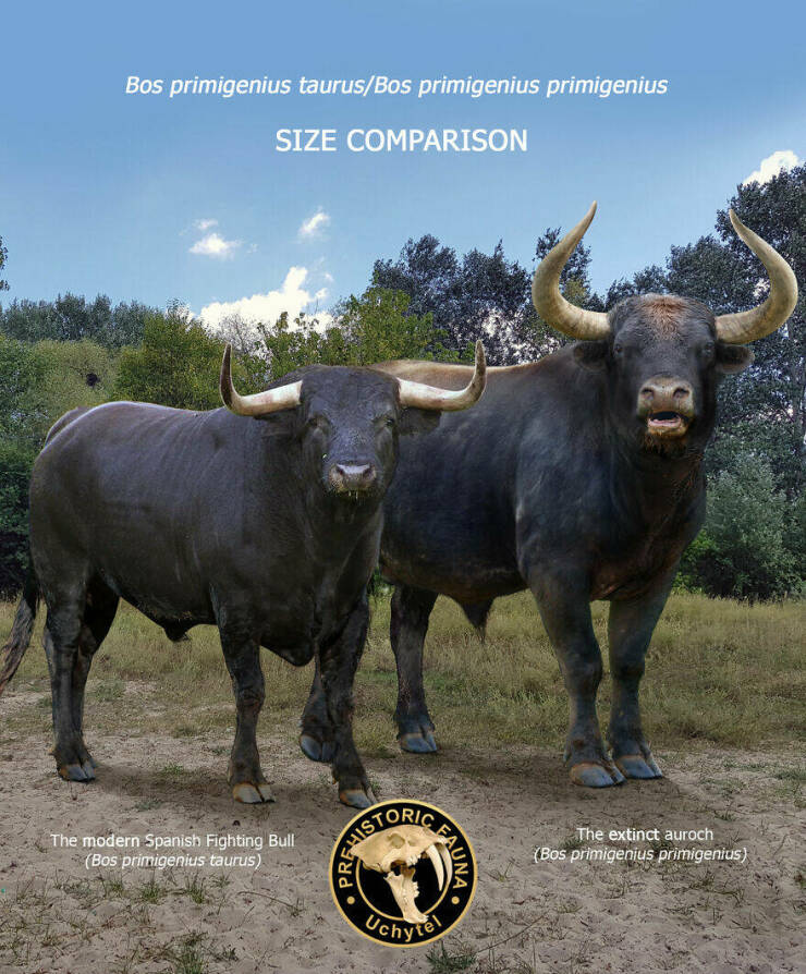 Comparing Modern Animals To Their Prehistoric Ancestors