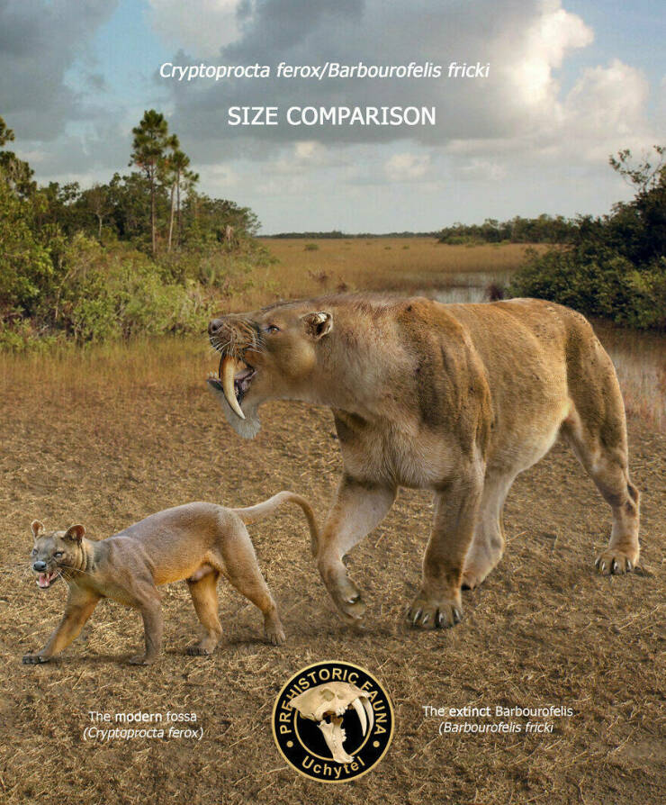 Comparing Modern Animals To Their Prehistoric Ancestors