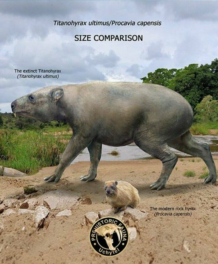 Comparing Modern Animals To Their Prehistoric Ancestors