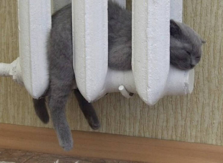 Cats Just Can’t Stop Being Weird…
