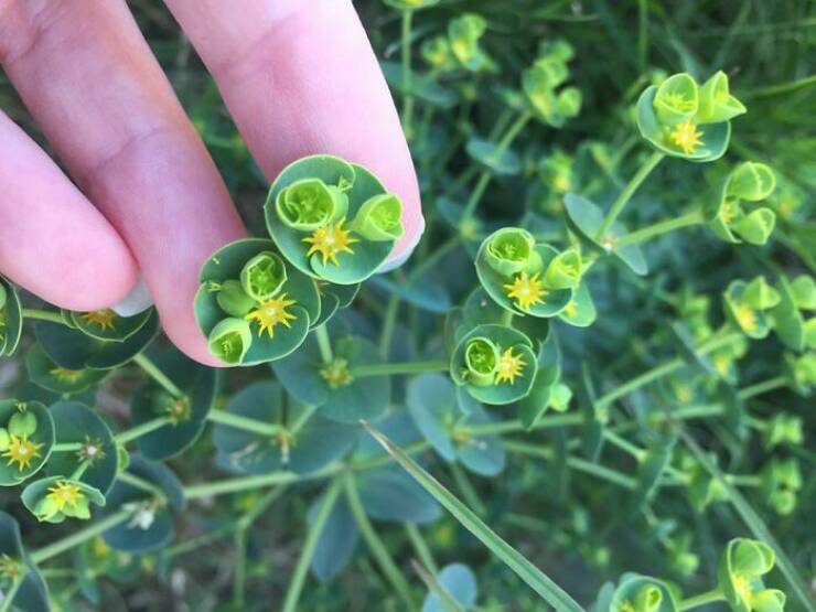 What Are These Mysterious Plants?!