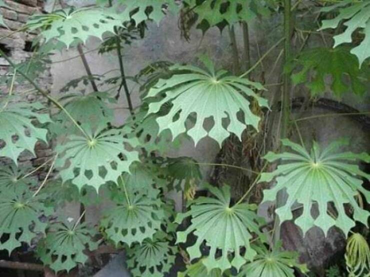What Are These Mysterious Plants?!