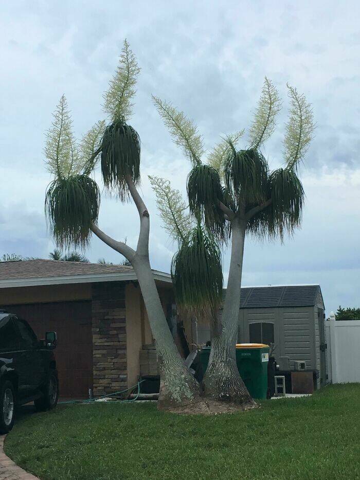 What Are These Mysterious Plants?!