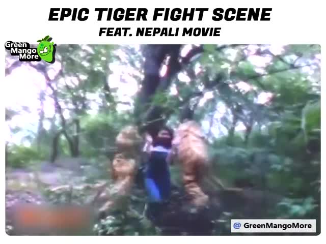 Epic Tiger Fight