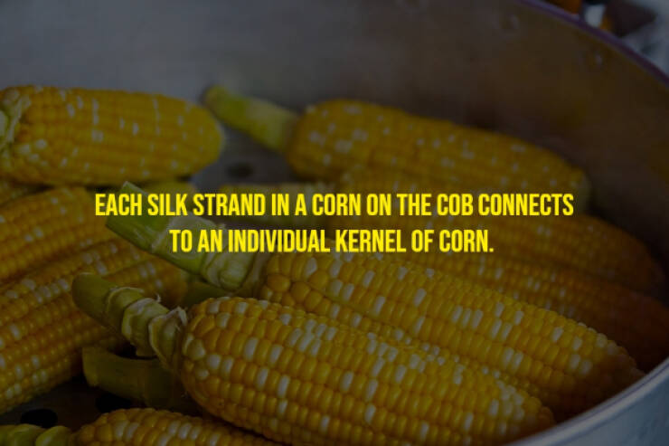 The Randomest Of Facts!