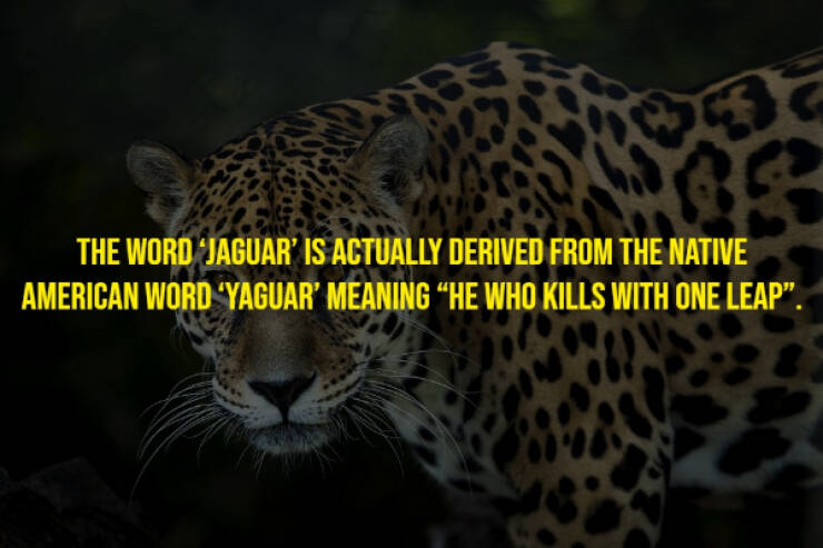 The Randomest Of Facts!
