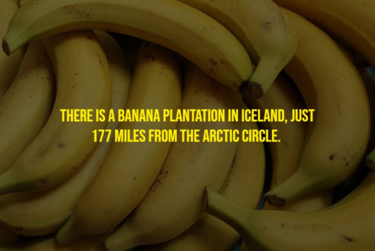 The Randomest Of Facts!