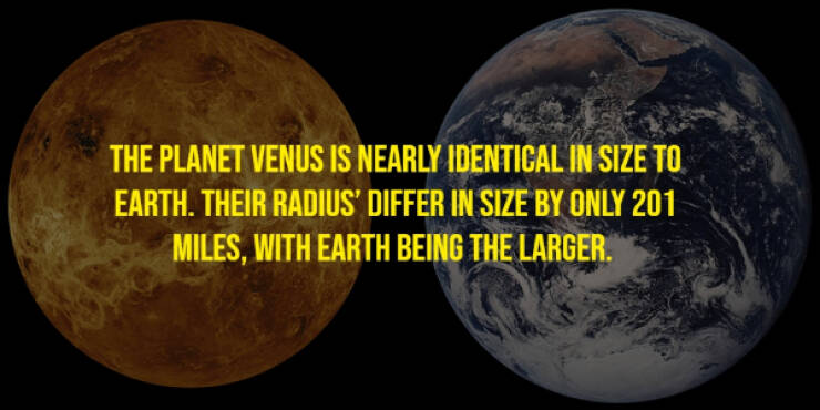The Randomest Of Facts!